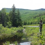 pic of zealand pond
